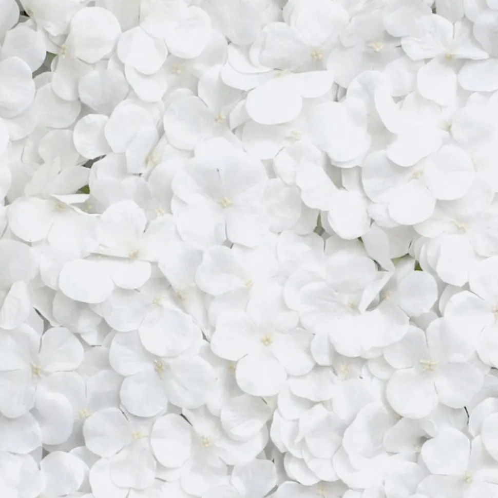Backdrop Hortensia Hvit
