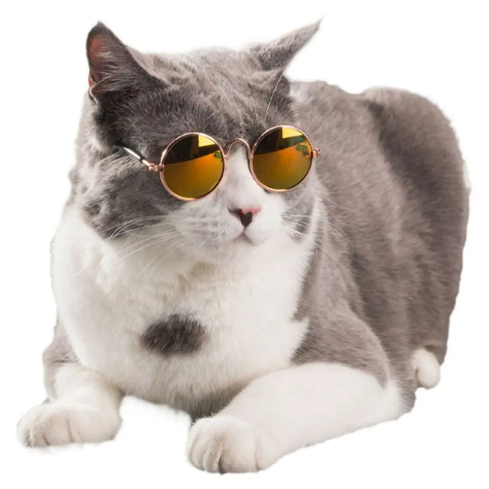 Briller til Katt/Hund