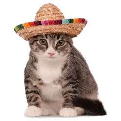 Sombrero for Husdyr